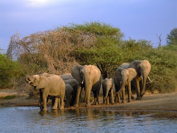 Elephant Sanctuary